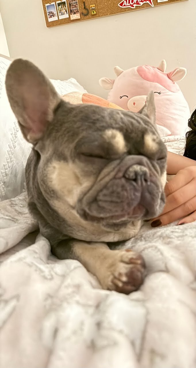 Happy client pet 2