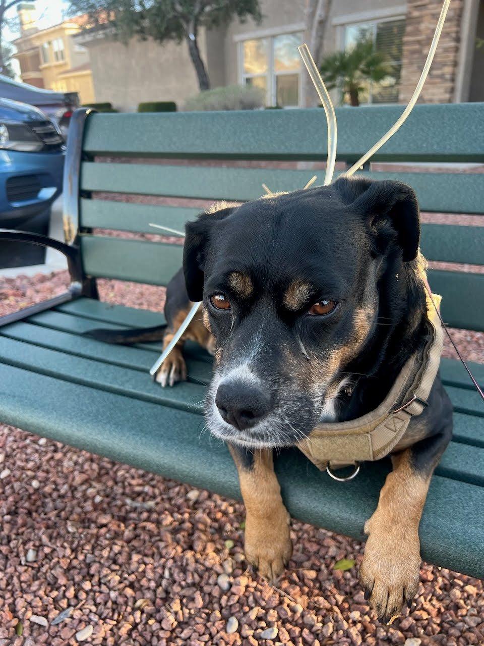 Happy client pet 3