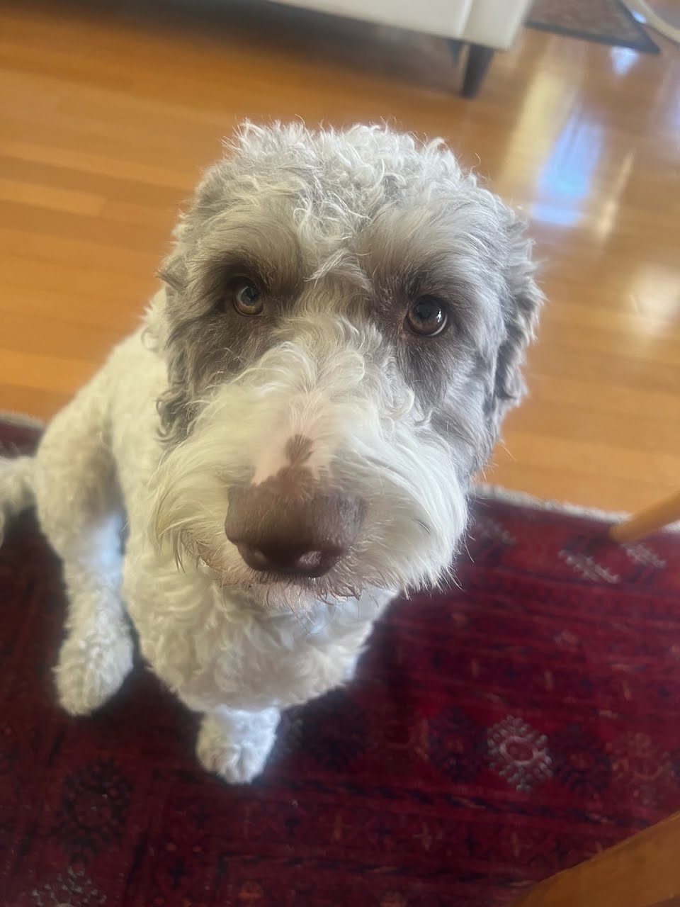 Happy client pet 5
